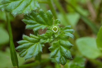 Coldenia procumbens, photographed by Cheng-Tao Lin