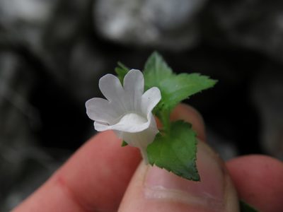 Nemesia macrocarpa, photographed by Jeremy Gilmore