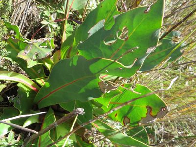 Protea caespitosa, photographed by linkie