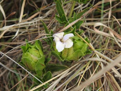 Crabbea cirsioides, photographed by Matthew Fainman