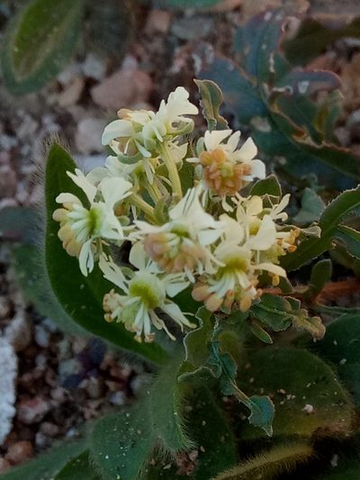 Reseda duriaeana, photographed by Karim Haddad
