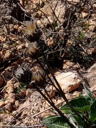 Klasea pinnatifida, photographed by Karim Haddad
