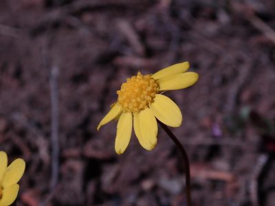 Crocidium multicaule, photographed by Henrik Kibak