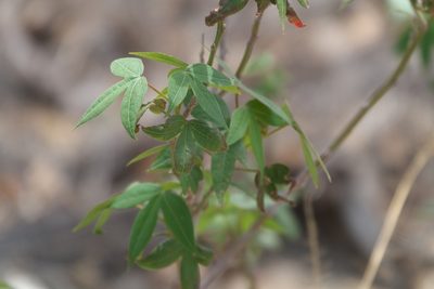 Gossypium thurberi, photographed by Robert Webster