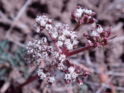 Lomatium canbyi, photographed by Henrik Kibak