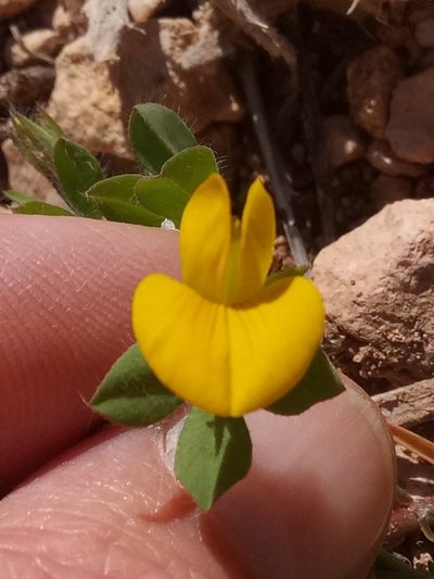 Lotus edulis, photographed by Karim Haddad