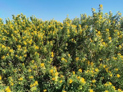 Medicago arborea, photographed by Chris Taklis