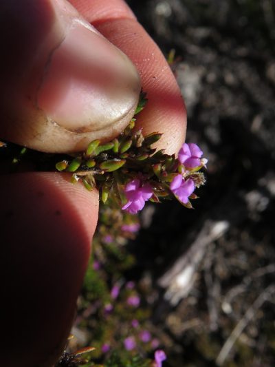 Muraltia pageae, photographed by Jeremy Gilmore
