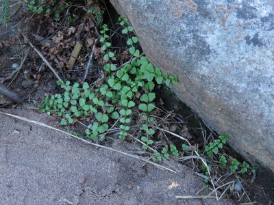 Namaquapteris hastata, photographed by Jeremy Gilmore