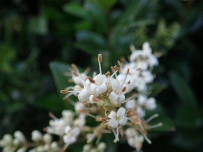 Ligustrum liukiuense, photographed by Meng-Ying Tsai