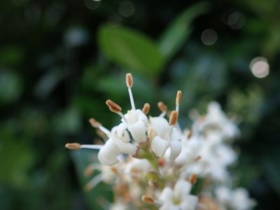 Ligustrum liukiuense, photographed by Meng-Ying Tsai