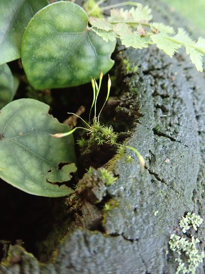 Trematodon longicollis, photographed by Meng-Ying Tsai