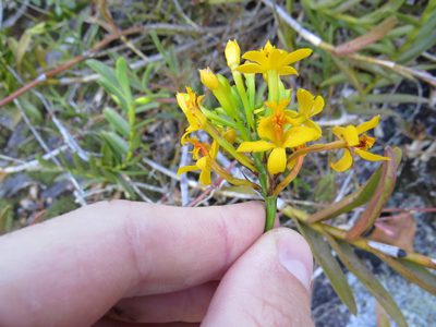 Epidendrum xanthinum, photographed by Victor Farjalla Pontes