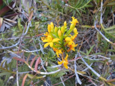 Epidendrum xanthinum, photographed by Victor Farjalla Pontes