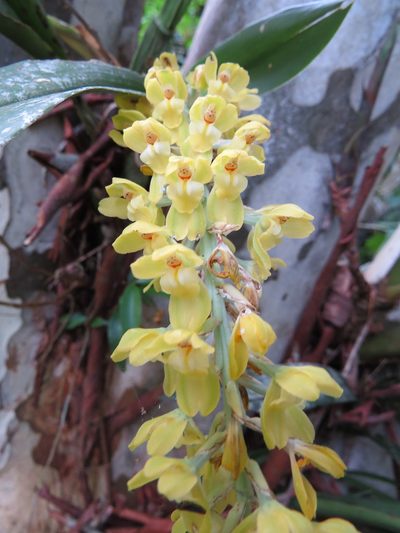 Gomesa planifolia, photographed by Victor Farjalla Pontes