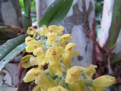 Gomesa planifolia, photographed by Victor Farjalla Pontes