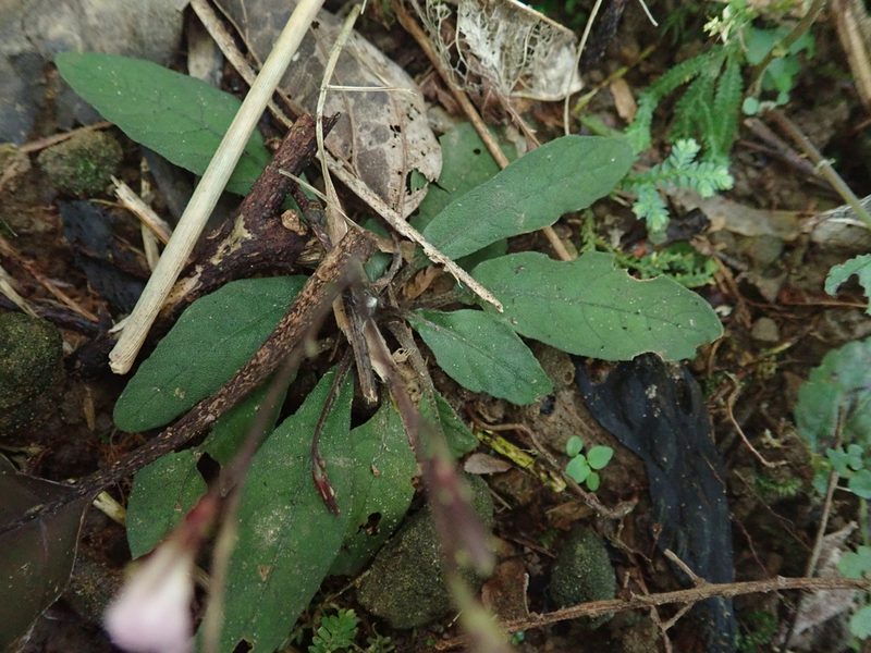 Staurogyne concinnula, photographed by Meng-Ying Tsai