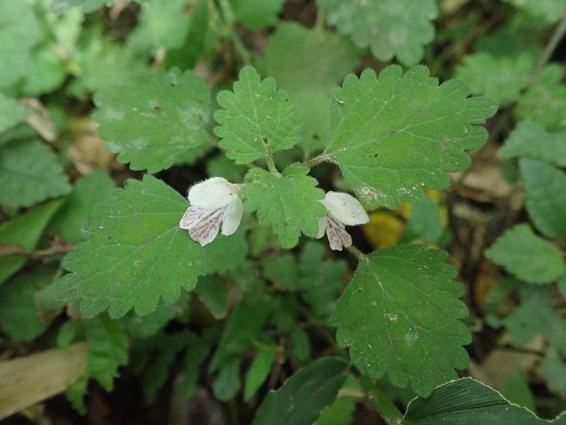 Matsumurella tuberifera, photographed by Meng-Ying Tsai