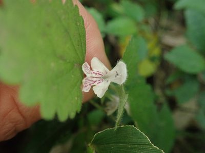 Matsumurella tuberifera, photographed by Meng-Ying Tsai