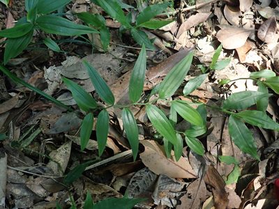 Disporum shimadae, photographed by Meng-Ying Tsai