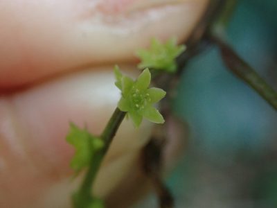 Dioscorea collettii, photographed by Meng-Ying Tsai