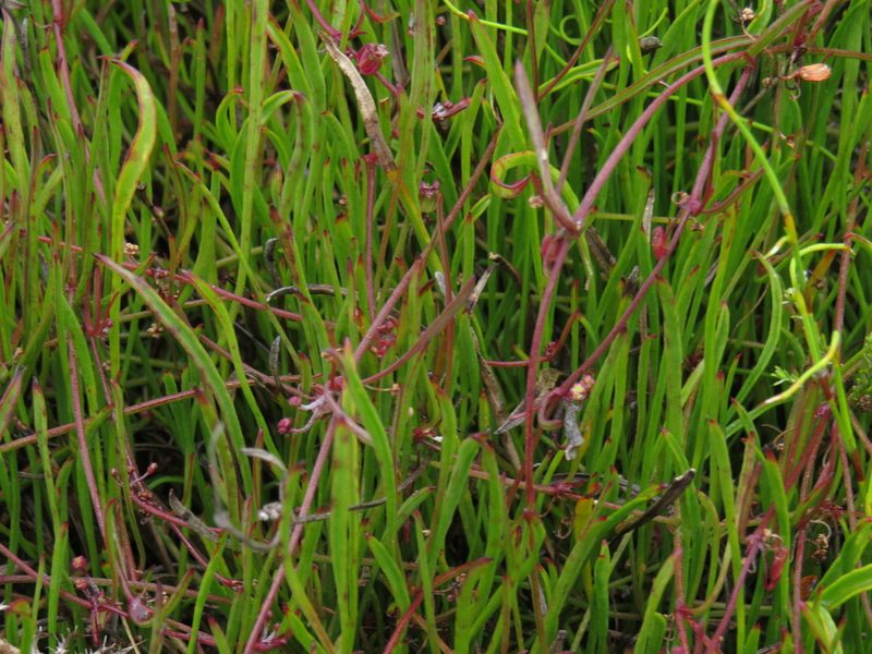 Centella affinis, photographed by Jeremy Gilmore