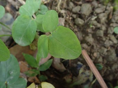 Pinellia ternata, photographed by Meng-Ying Tsai