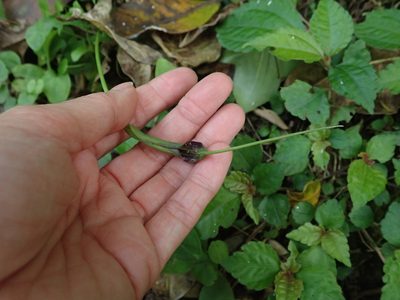 Pinellia ternata, photographed by Meng-Ying Tsai