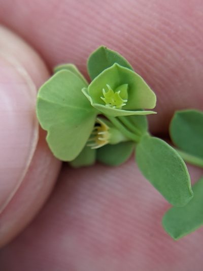 Euphorbia longicruris, photographed by Eric Knight