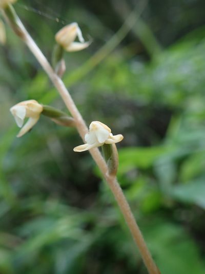 Zeuxine nervosa, photographed by Meng-Ying Tsai