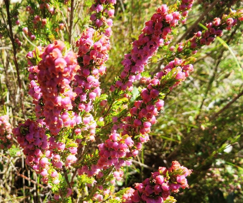 Erica hottentotica, photographed by linkie
