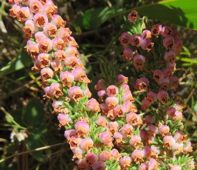 Erica hottentotica, photographed by linkie