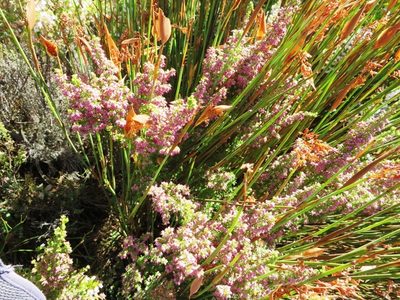 Erica hottentotica, photographed by linkie