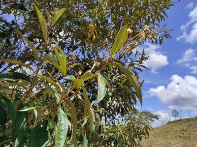 Miconia xalapensis, photographed by Hersson Ramírez