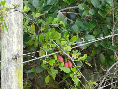 Putterlickia pyracantha, photographed by Shaun Swanepoel
