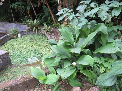 Curcuma longa, photographed by Victor Farjalla Pontes