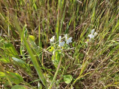 Linaria reflexa, photographed by Davide Puddu