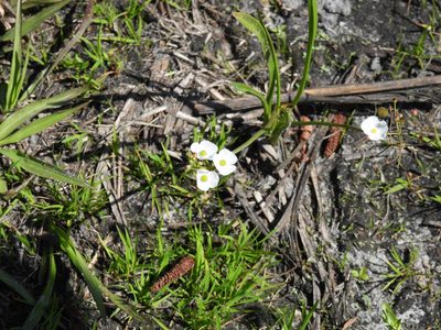 Sagittaria graminea, photographed by novvictan