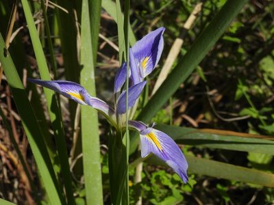 Iris savannarum, photographed by novvictan