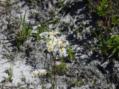 Erigeron vernus, photographed by novvictan