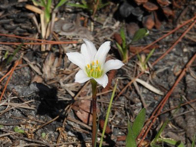 Zephyranthes simpsonii, photographed by novvictan