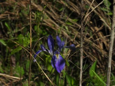 Iris savannarum, photographed by novvictan
