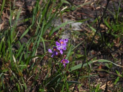 Calopogon multiflorus, photographed by novvictan