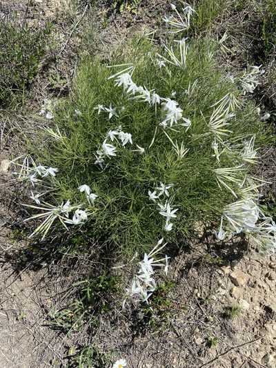 Amsonia longiflora, photographed by Craig Hensley