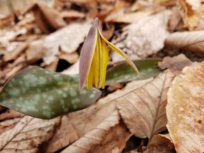 Erythronium rostratum, photographed by John Brown