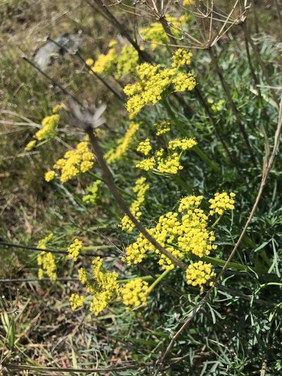Lomatium laevigatum, photographed by Michael O'Loughlin