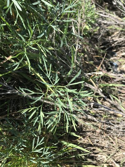Lomatium laevigatum, photographed by Michael O'Loughlin