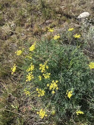 Lomatium laevigatum, photographed by Michael O'Loughlin
