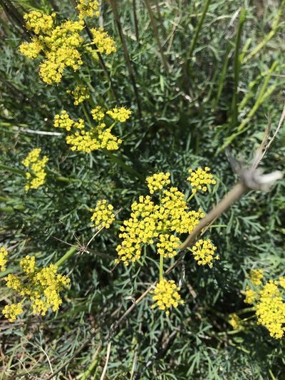 Lomatium laevigatum, photographed by Michael O'Loughlin