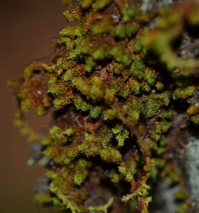 Macromitrium piliferum, photographed by kbkash